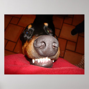 PÓSTER DOBERMAN SONRIENTE