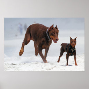 Póster Doberman y Min Pin - ¡MIRA! ¡Un Mini Mí!