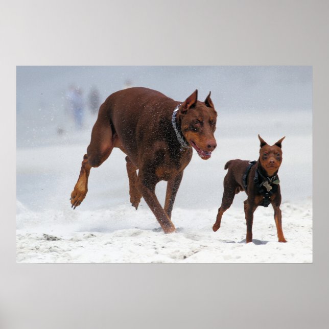 Póster Doberman y Min Pin - ¡MIRA! ¡Un Mini Mí! (Frente)