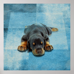 Póster Dobermann Puppy - Doberman Pinscher