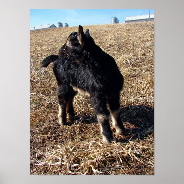 Póster Dobie (Frente)