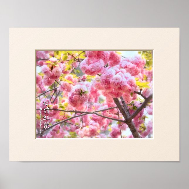 Póster Doble flor de cerezo: Matsumae-benimurasaki (Frente)