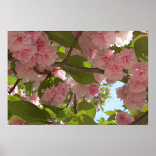 Póster Doble Floración del Cerezo III Floral de Primavera