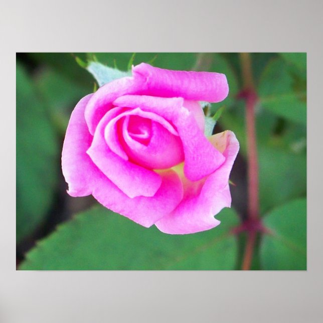 Póster Doble Knockout (rosa) (Frente)
