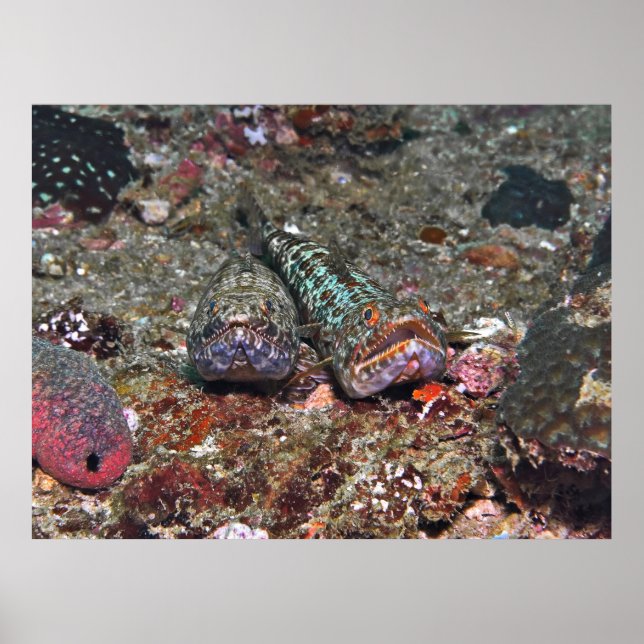 Póster Doble lagarto (Frente)