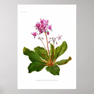 Póster Dodecatheon Integfolium