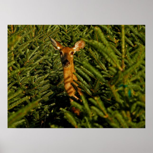 Póster Doe en el Poster de Pine Trees (Frente)