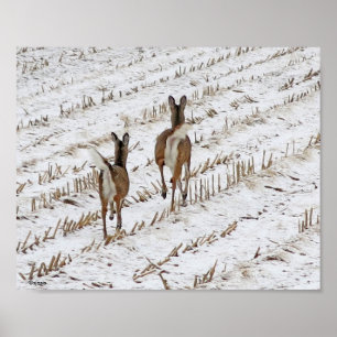 Póster Doe y yearling en un campo de nieve II