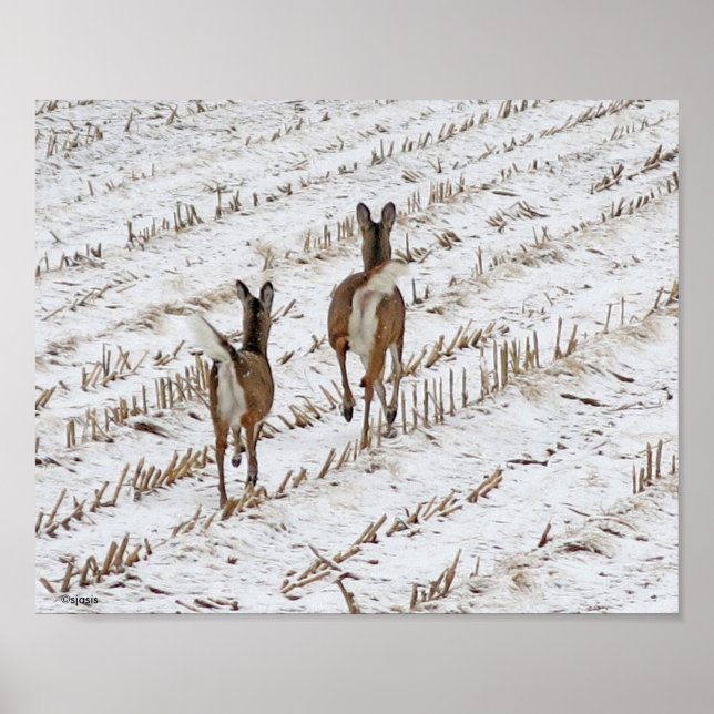 Póster Doe y yearling en un campo de nieve II (Frente)
