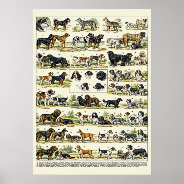 Póster Dog Breeds color Illustrations (Frente)