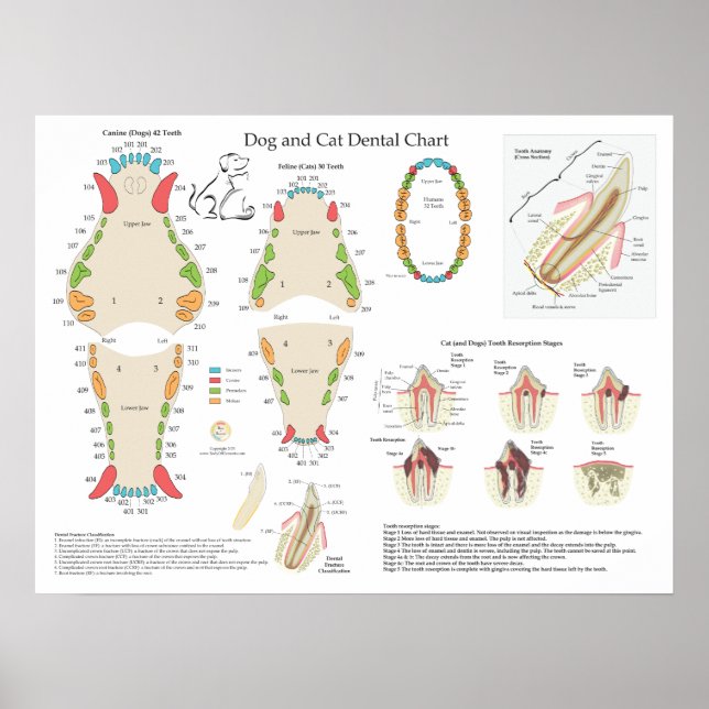 Póster Dog Cat Veterinary Dental Chart (Frente)