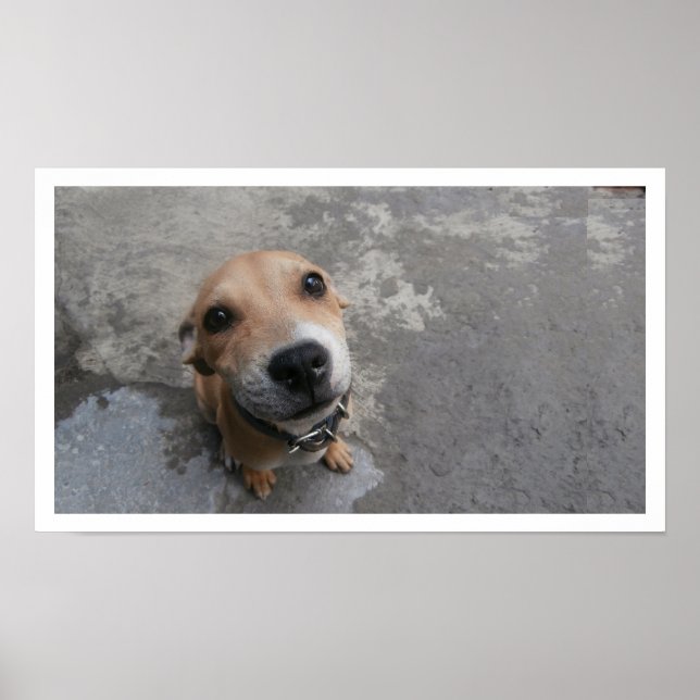 Póster Dog Looking Up (Frente)
