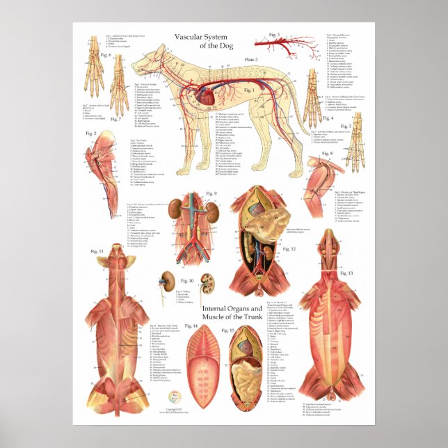 Póster Dog Muscles Arteries Anatomy Chart (Frente)