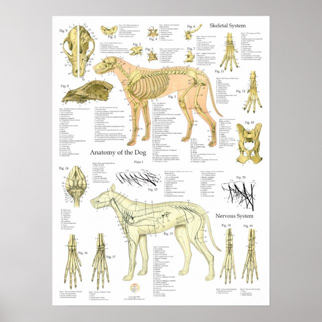 Póster Dog Skeletal Nerves Anatomy Chart (Frente)