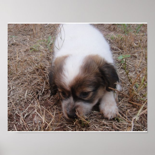 Póster Dog Snap (Frente)