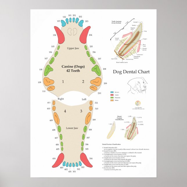 Póster Dog Veterinary Dental Chart (Frente)