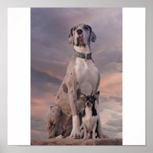 Póster Dogge+Chihuahua