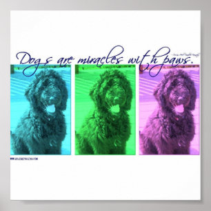 Póster Dogs are Miracles with Paws
