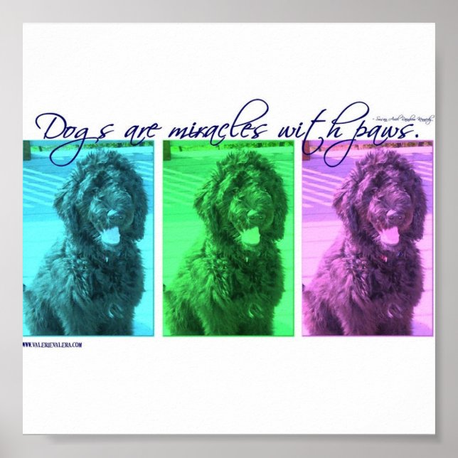 Póster Dogs are Miracles with Paws (Frente)