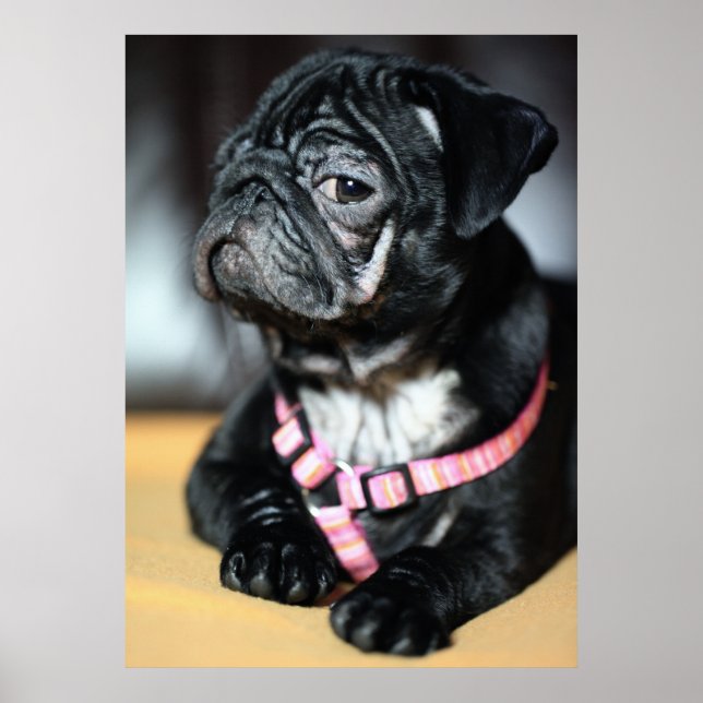 Póster Doguillo (Frente)