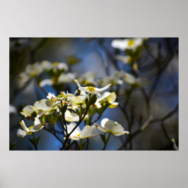 Póster Dogwood Blossom,