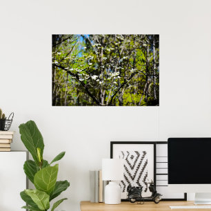Póster Dogwood Blossom,