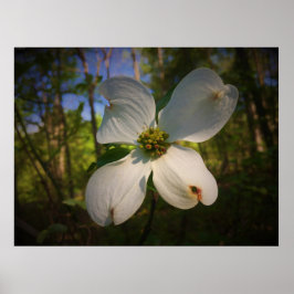 Póster Dogwood Blossom,