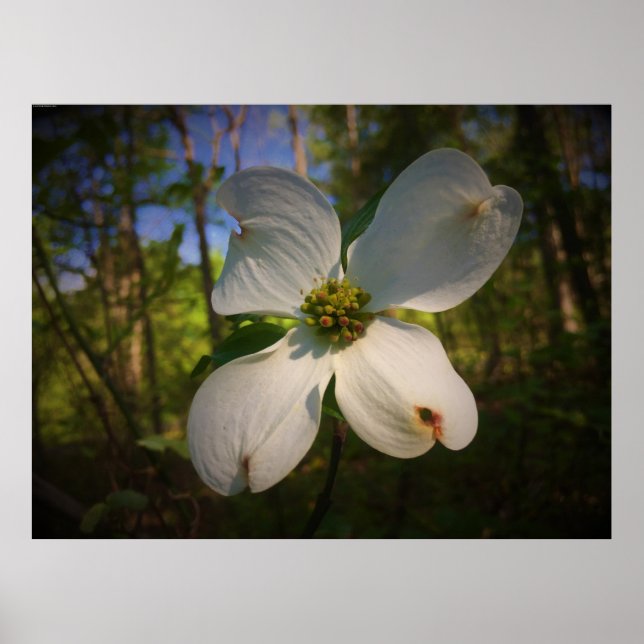 Póster Dogwood Blossom, (Frente)