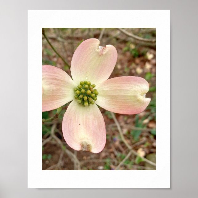Póster Dogwood Blossom (Frente)