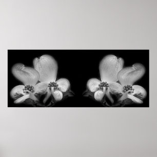 Póster Dogwood Blossoms Espejo Negro Y Blanco Resumen
