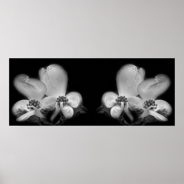 Póster Dogwood Blossoms Espejo Negro Y Blanco Resumen (Frente)