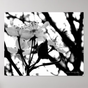 Póster Dogwood Days