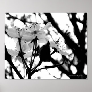 Póster Dogwood Days