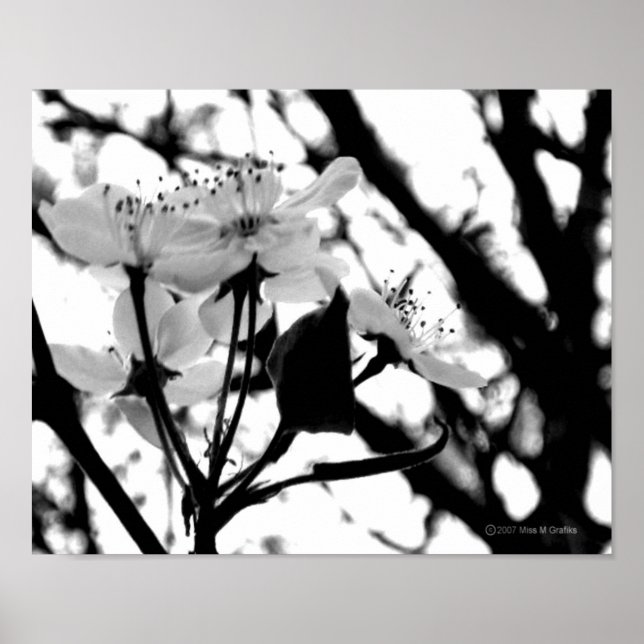 Póster Dogwood Days (Frente)