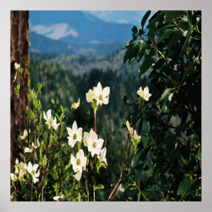 Póster Dogwood está en flor......