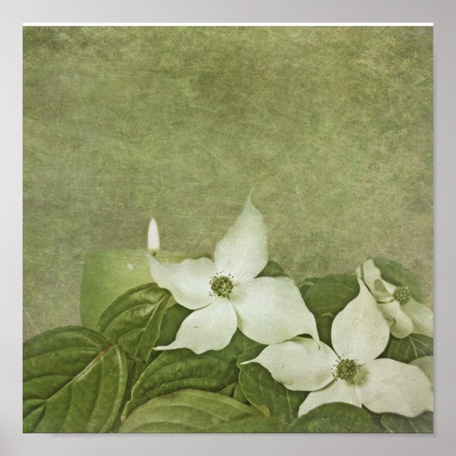 Póster Dogwood floreciente (Frente)