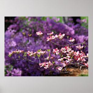 Póster Dogwood rosa floreciente y Azaleas morado