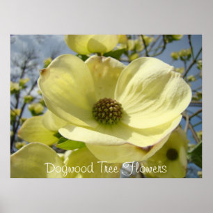 Póster Dogwood Tree Flowers art prints Yellow Dogwoods
