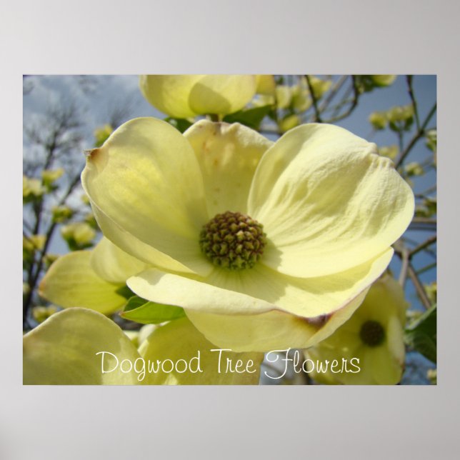 Póster Dogwood Tree Flowers art prints Yellow Dogwoods (Frente)