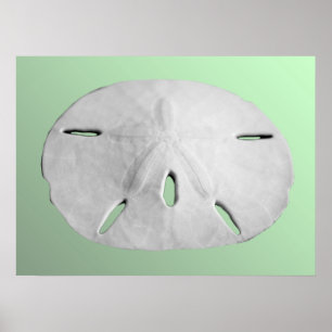 Póster Dólar de arena
