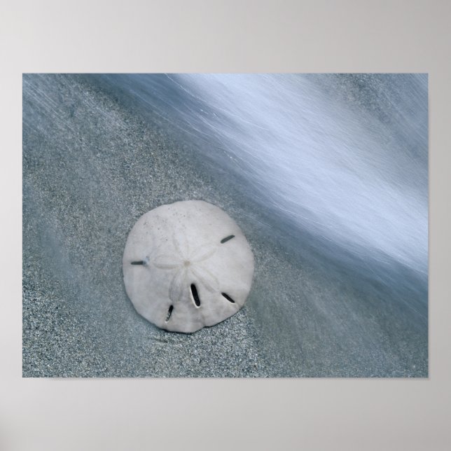 Póster Dólar de arena en la playa | Isla Sanibel, Florida (Frente)