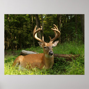 Póster Dólar del Whitetail en terciopelo 10 puntos