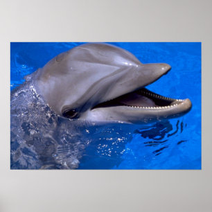 Póster Dolphin