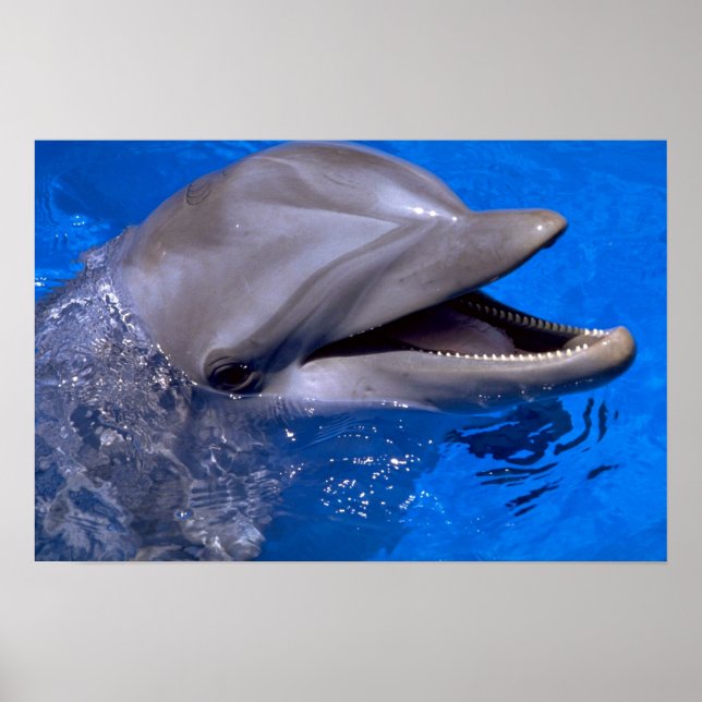 Póster Dolphin (Frente)