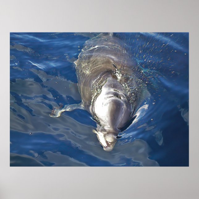 Póster Dolphin alimentador (Frente)
