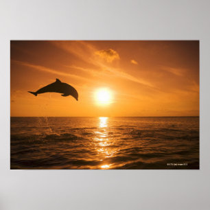 Póster Dolphin botánico salto 2