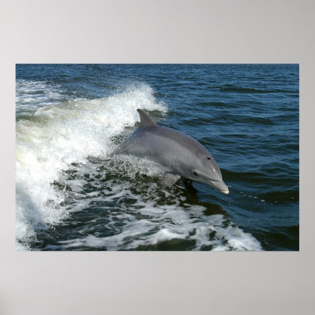Póster Dolphin Bottlenose (Frente)