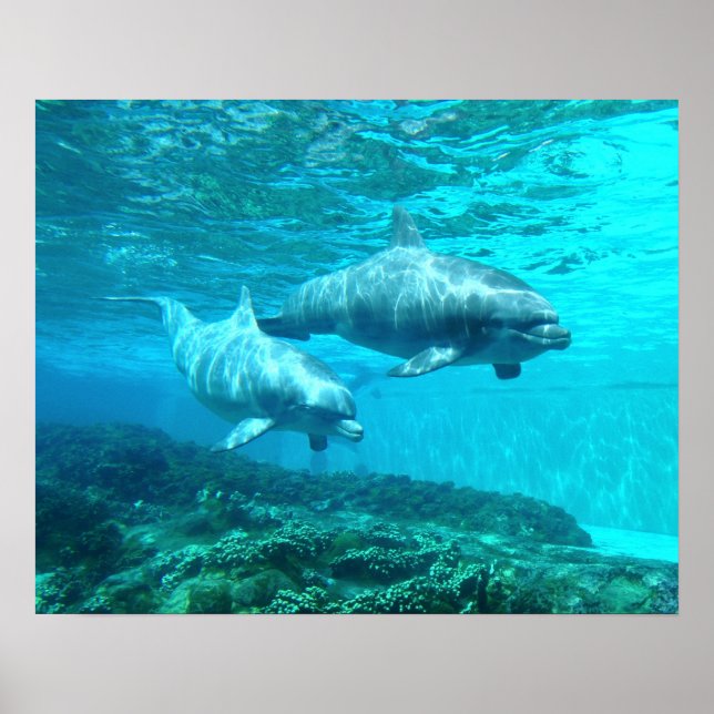 Póster Dolphin Duo (Frente)