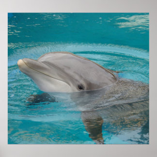 Póster Dolphin Friend