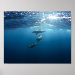 Póster Dolphin pod swimming underwater
